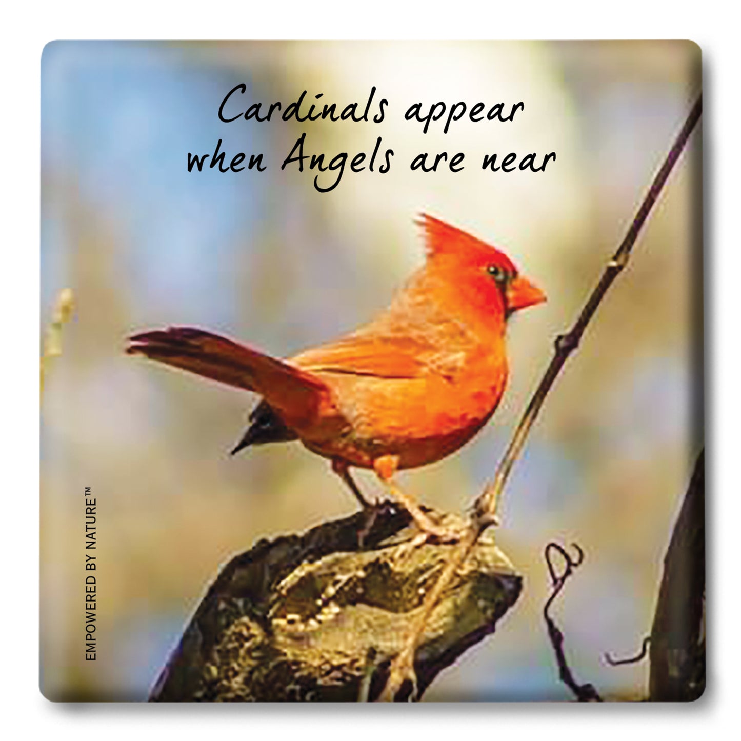 Cardinals Appear When Angels Are Near